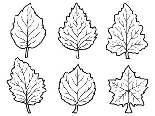 Sassafras leaf line art botanical nature drawing for elegant design