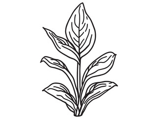 Snake plant leaf line art abstract artwork for nature lovers