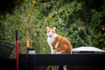 cat outdoors on fence near garden tools
