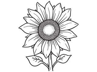 Sunflower line art elegant sketch floral design for modern decor