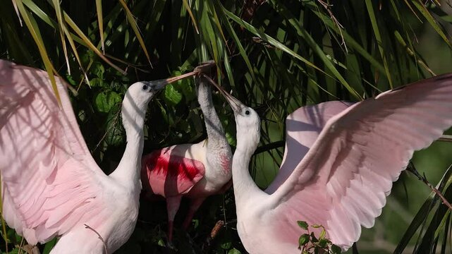 Roseate spoonbill in north Florida 