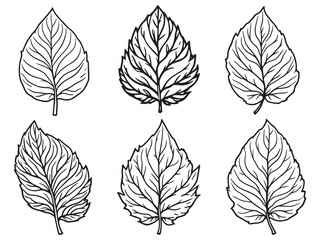 Fototapeta premium Tamarind leaf line art illustration on white background for design
