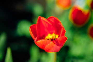 Obraz premium Beautiful tulips in a flower bed in the garden. The blossoming buds of spring flowers. Beauty is in nature.