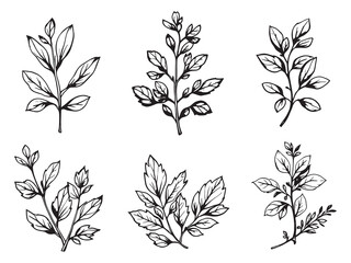 Thyme leaf line art vintage style natural plant illustration design