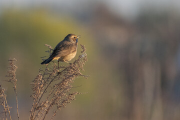 Bluethroat in the field