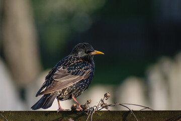 European Starling