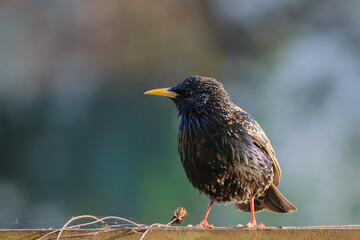 European Starling