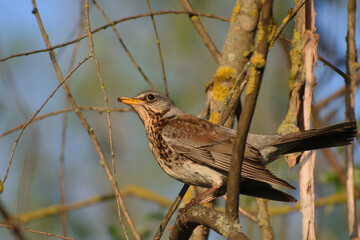 Fieldfare on a branch