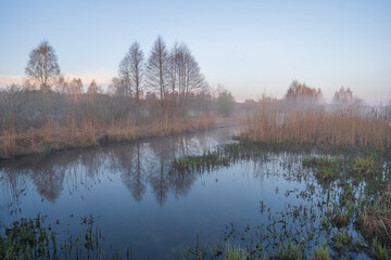 morning in the forest