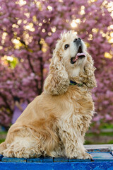 American Cocker Spaniel sitting on bench near blooming sakura.