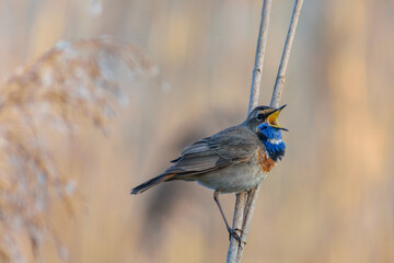 Bluethroat on a branch
