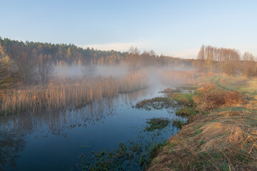 autumn in the forest