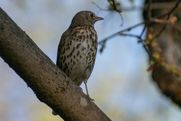 Song Thrush perched on branch
