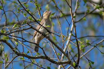 Eurasian Wryneck on a birch tree