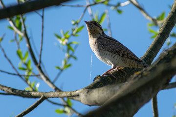 Eurasian Wryneck in the forest