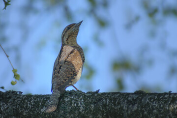 Eurasian Wryneck on the tree