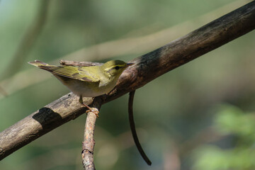 Wood Warbler on tree