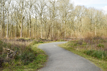 Winding path through a forest on a popular walking or hiking route