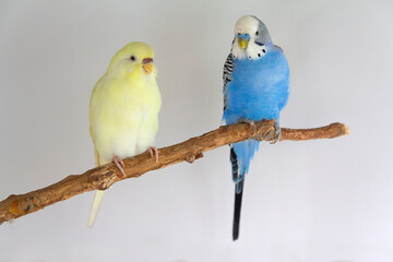 Blue and yellow budgerigars sitting on a branch