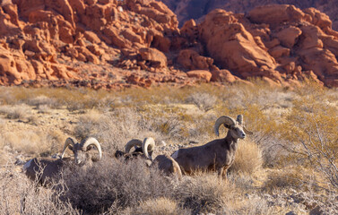 Desert Bighorn Sheep Rams in Winter in the Nevada Desert