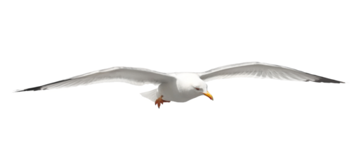 Yellow-legged gull in flight, Larus michahellis, isolated on white, clipping path