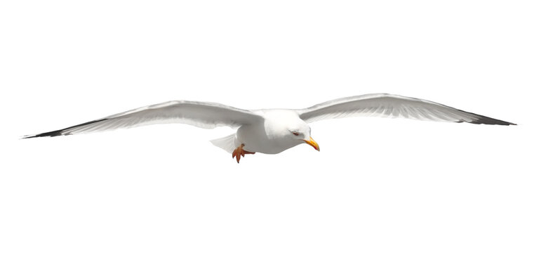 Yellow-legged gull in flight, Larus michahellis, isolated on white, clipping path