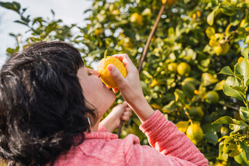 Woman smelling freshly picked lemon from tree in countryside orchard
