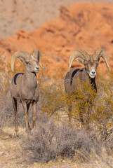 Desert Bighorn Sheep Rams in Winter in the Nevada Desert