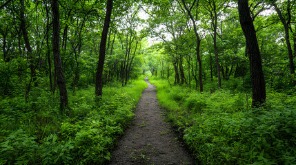 Forest Pathway Under Lush Green Canopy