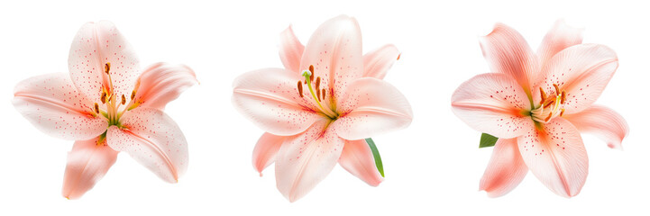 Set of A close-up shot of a pink lily with soft, delicate petals and a vibrant pink center on transparent png background. Ai generated