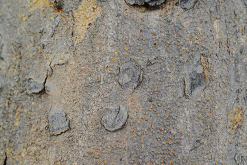 Texture or background of light colored natural wood texture, The surface of the tree trunk is thick with bark cracks.
