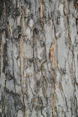 Texture or background of light colored natural wood texture, The surface of the tree trunk is thick with bark cracks.