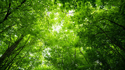 Fototapeta premium Dense Forest Canopy View