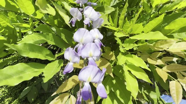 Wisteria, sinensis