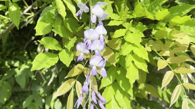 Wisteria, sinensis