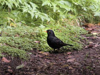 Blackbird standing on forest floor in Garajonay National Park, La Gomera. Damp woodland scene with green moss, fallen leaves, and rich biodiversity in a laurel forest ecosystem.