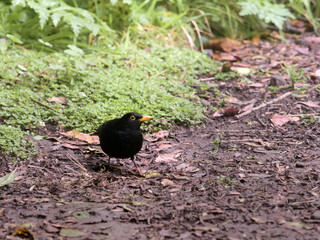 Blackbird standing on forest floor in Garajonay National Park, La Gomera. Damp woodland scene with green moss, fallen leaves, and rich biodiversity in a laurel forest ecosystem.
