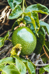 green mango fruit tropical forest tenerife close up view