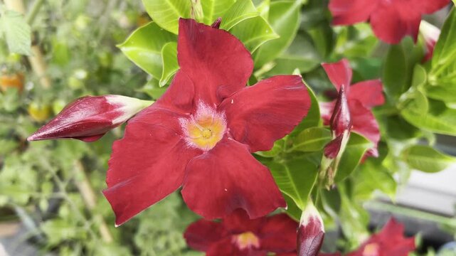 Dipladenia, Sanderi, Sundaville
