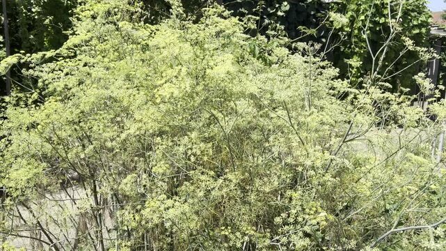 Fennel, Foeniculum vulgare
