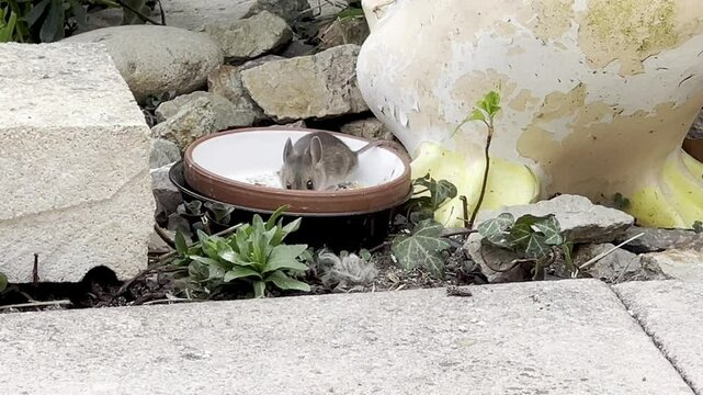 House mouse, Mus, musculus