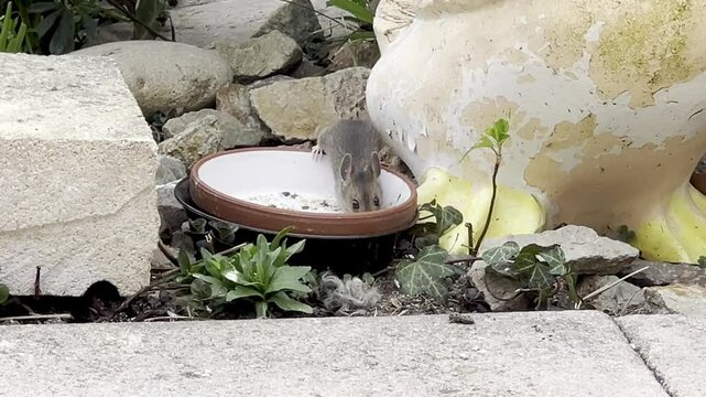 House mouse, Mus, musculus