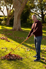 Senior man raking fallen leaves on grassy backyard lawn, with yellow-handled rake and autumn pile