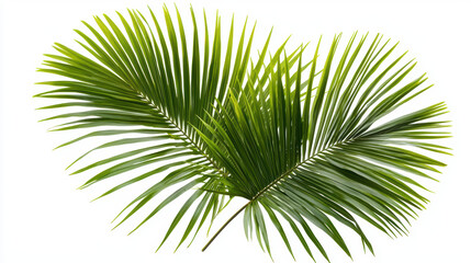 Obraz premium Two vibrant green palm fronds, radiating a sense of tropical freshness and natural beauty, are isolated against a clean white background showcasing their textures.