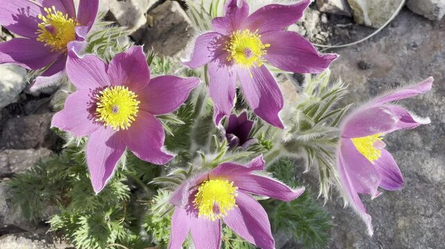 Pulsatilla, vulgaris