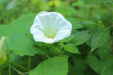 Blossom field bindweed (Convolvulus arvensis) plant in nature. Close up, white flower, green leaves.