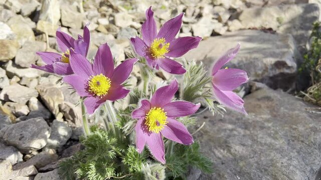 Pulsatilla, vulgaris