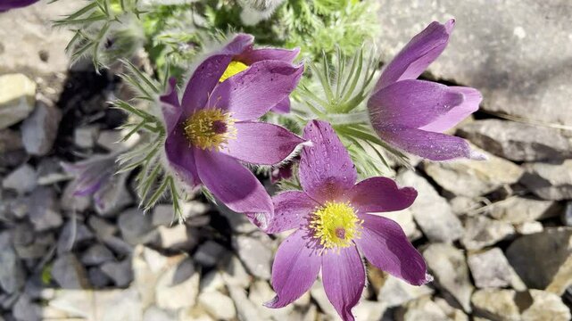 Pulsatilla, vulgaris
