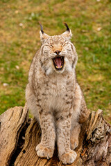 The powerful yawn of a wild lynx