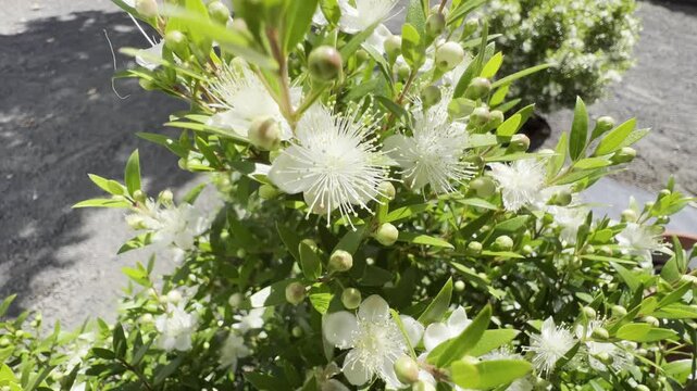 Myrtle, Myrtus communis